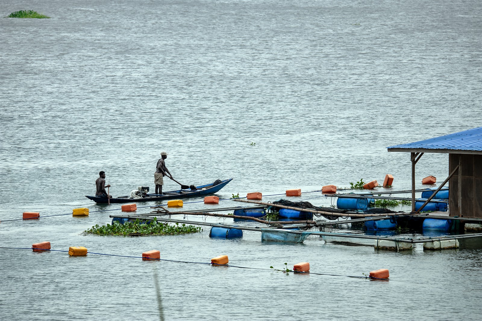 Tilapia gathered at the surface of a commercial fish farm